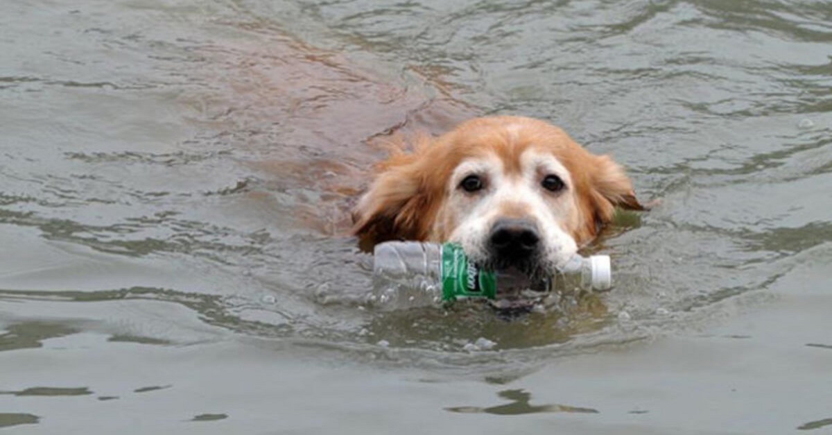 Ao longo de 10 anos, cão retira mais de 2.000 garrafas plásticas de rio na China