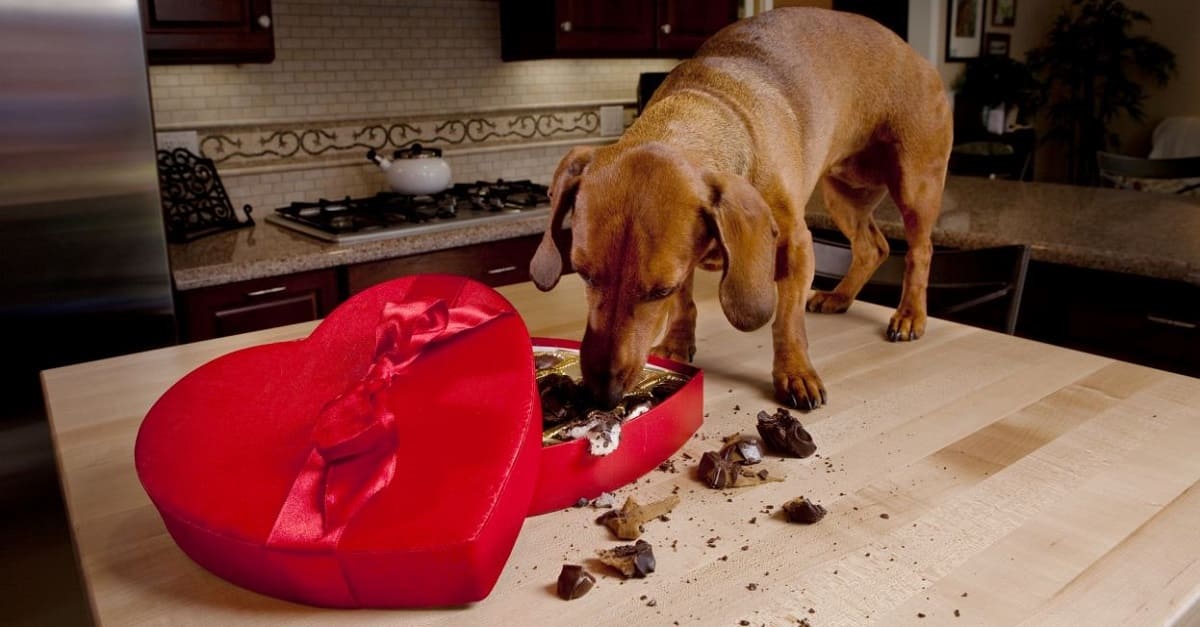 Chocolate é tóxico e venenoso para os cachorros – mais cuidados durante a Páscoa