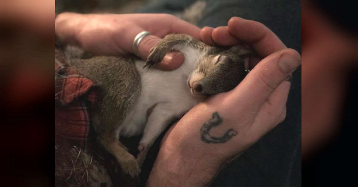 Esquilo visita todos os dias o homem que salvou sua vida