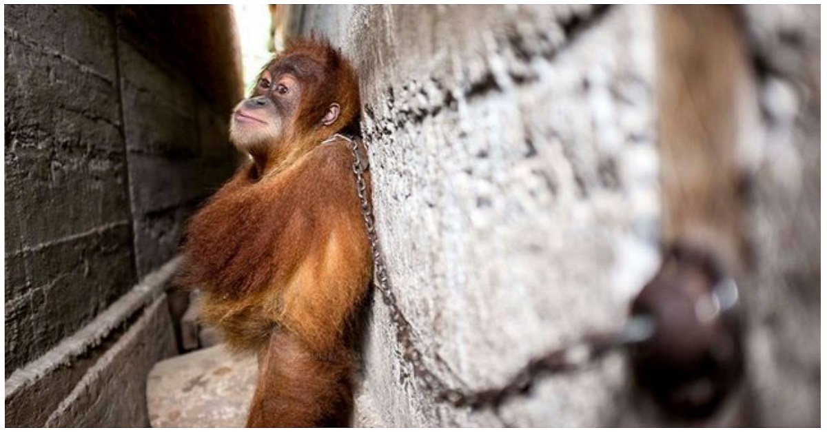 Bebê orangotango era mantido acorrentado para ser usado como entretenimento para as crianças
