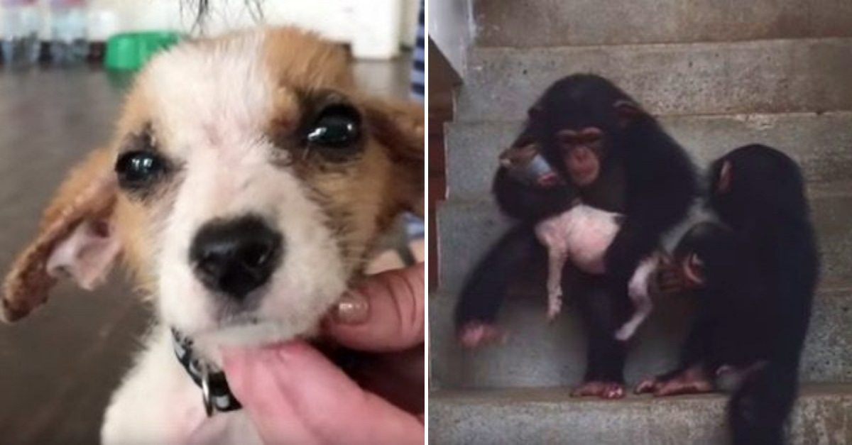 Cãozinho morrendo resgatado em estrada, faz uma recuperação incrível em um santuário de chimpanzés