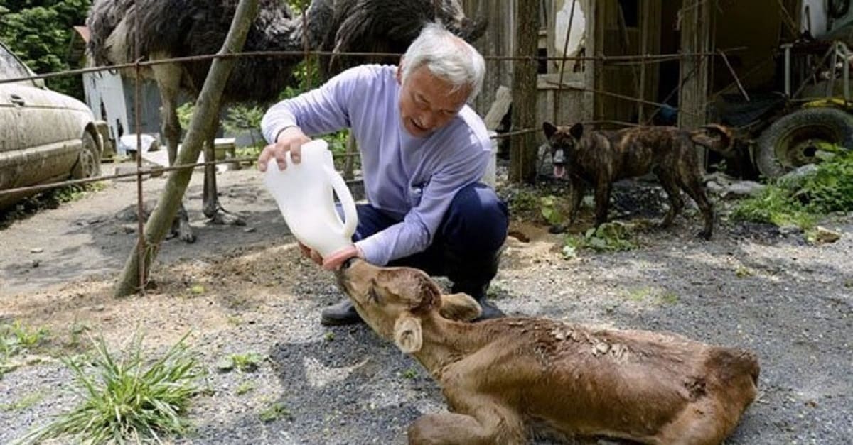 Homem desafia a radiação de Fukushima para cuidar dos animais abandonados por lá