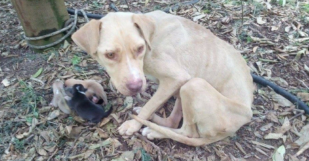 Cadela amarrada e deixada para morrer, manteve seus filhotes vivos por 10 dias à espera de ajuda