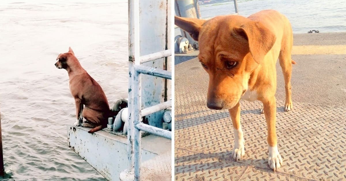 Cachorro abandonado em cais espera meses pelo retorno de seu dono