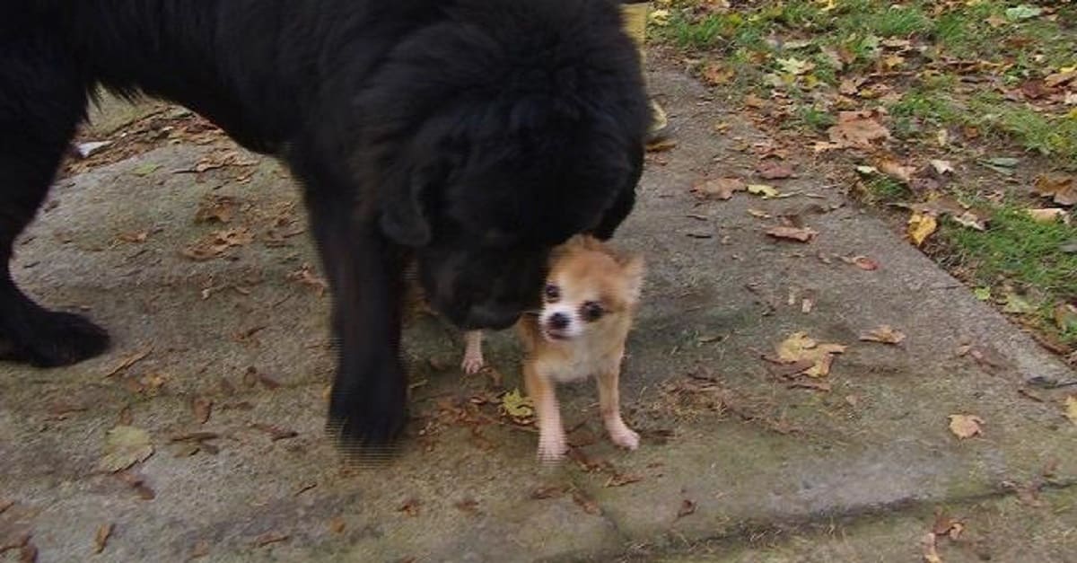Chihuahua ajuda a salvar  seu grande amigo de um ladrão