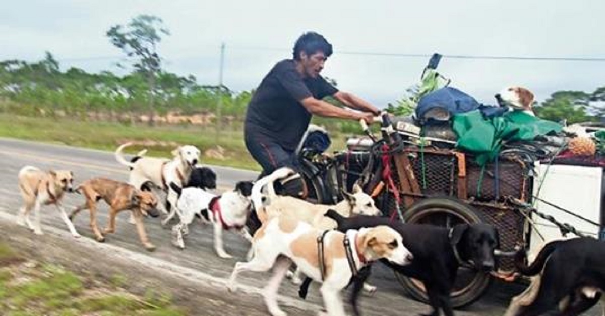 Homem viaja pelo seu país de bicicleta resgatando e cuidando de cachorros abandonados