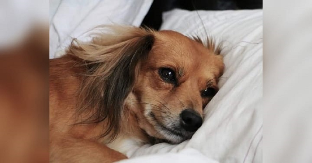 Antes de dormir, seu cachorro também fica “preocupado” com os problemas do dia