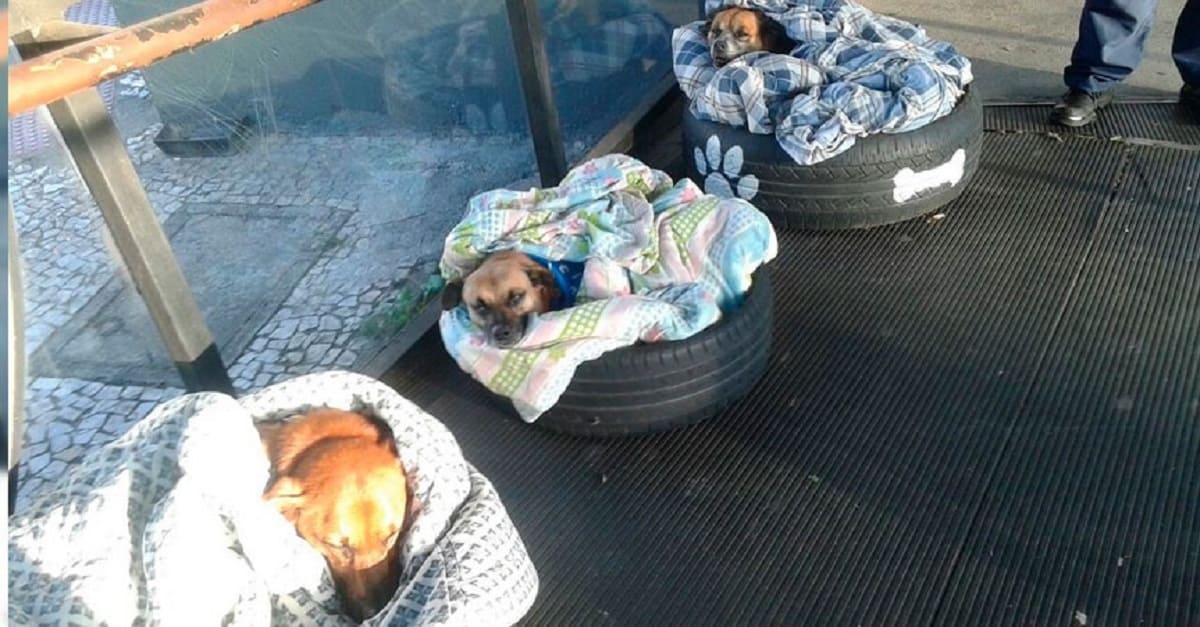 Mulher improvisa camas para proteger cãezinhos de rua do frio em Curitiba