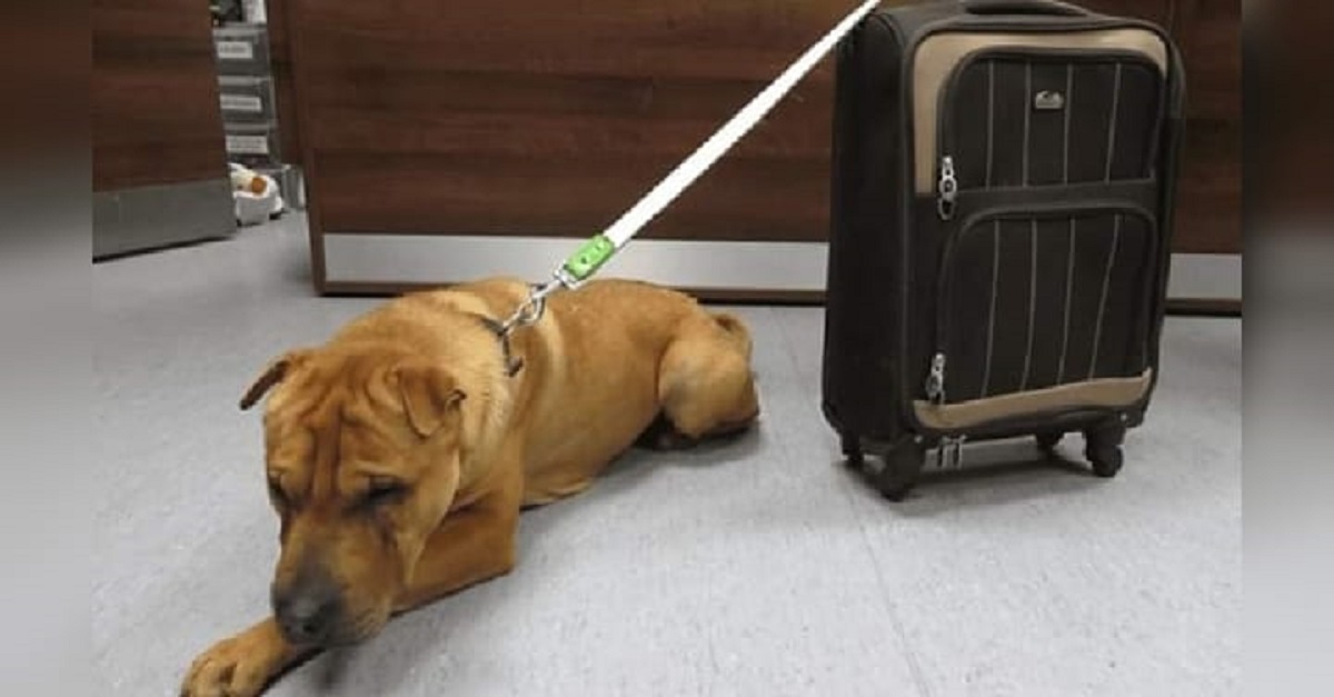Cão é abandonado na estação de trem amarrado a mala com os seus pertences