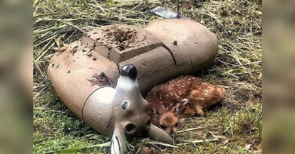 Bebê cervo órfão confunde manequim de tiro ao alvo com sua mãe