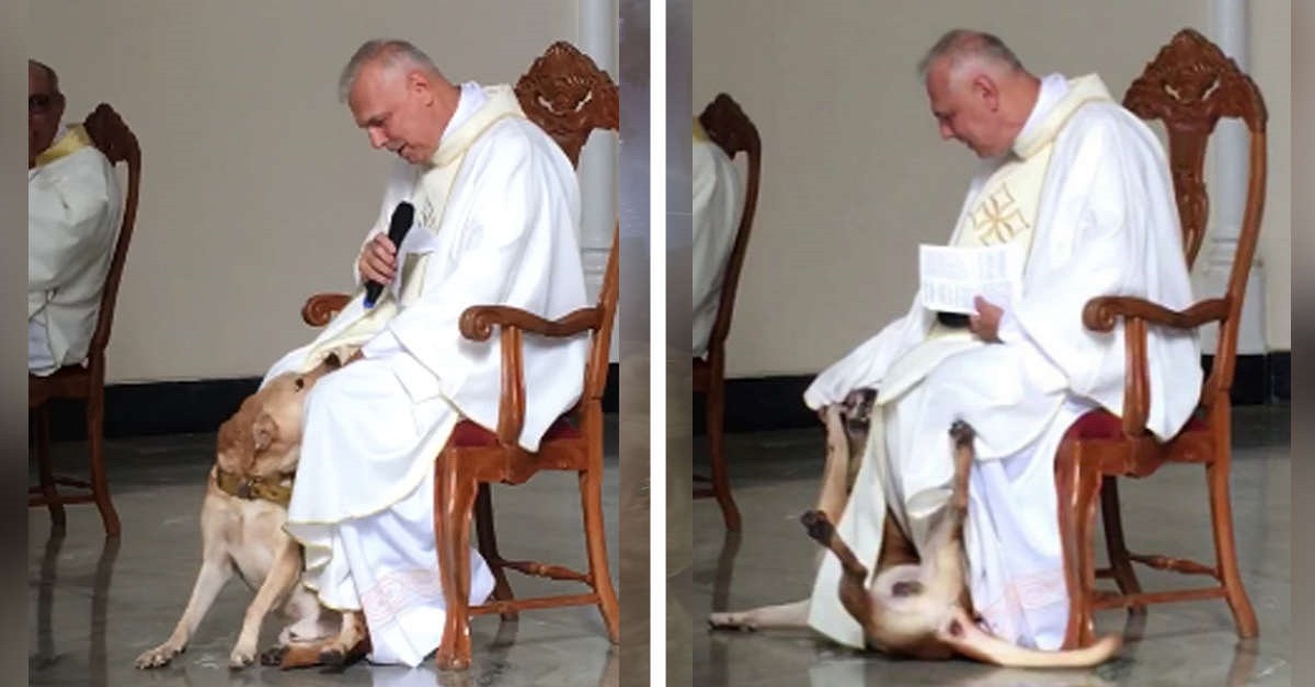 Padre tem a melhor reação após cachorro brincalhão ir à Igreja