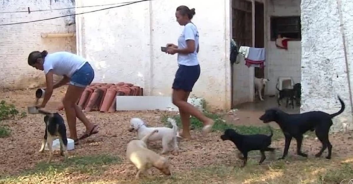 Amigas juntam latinhas e arrecadam dinheiro para resgatar animais que seriam sacrificados