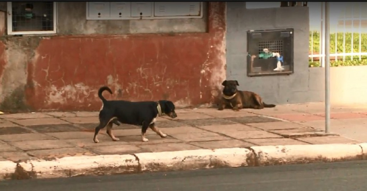 Em SC, cães de rua ganham coleiras com faixas reflexivas que evitam acidentes