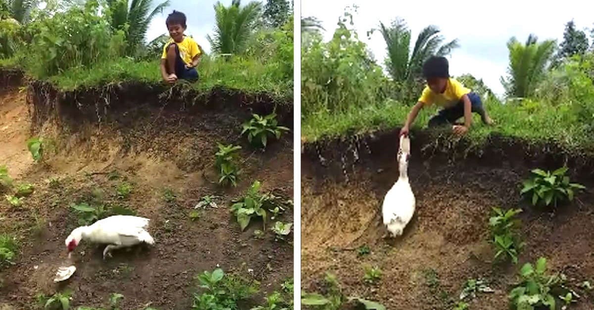 Pato devolve chinelo de menino que caiu em um barranco