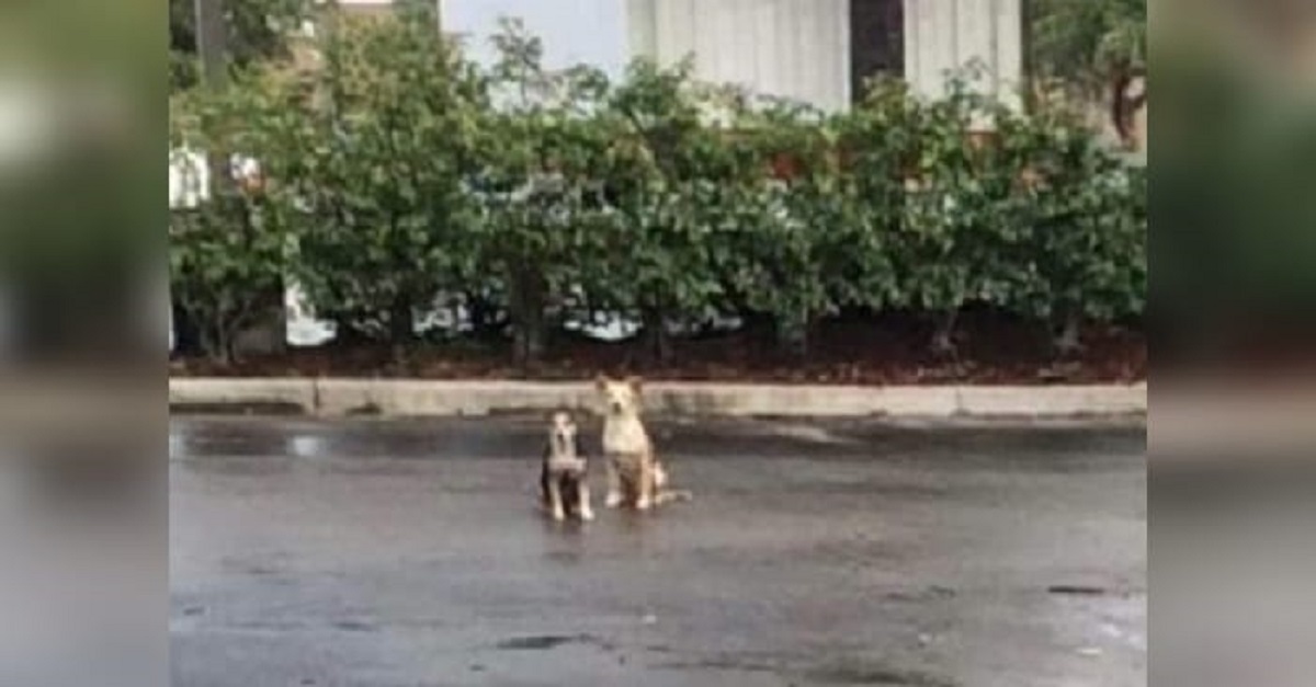 Dois cães passaram semanas sem sair do local onde foram abandonados