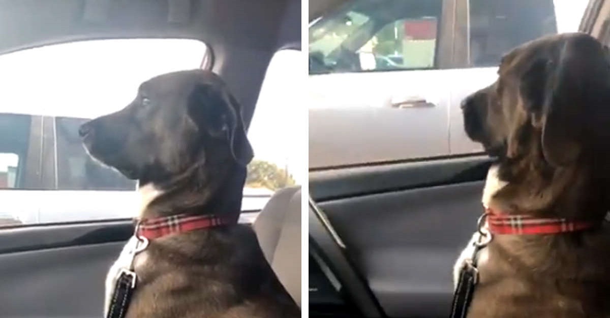 Cão fica chateado com a dona ao sair do veterinário – ele achou que estava indo ao parque