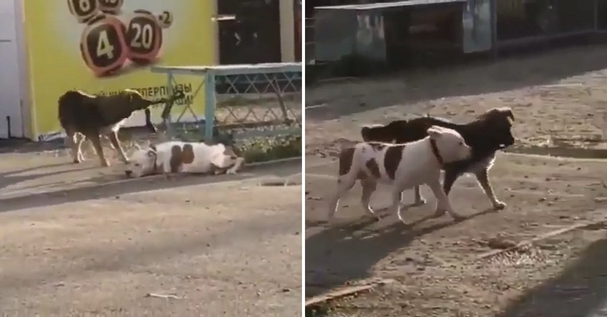 Cão de rua vê cachorro amarrado e tenta libertá-lo