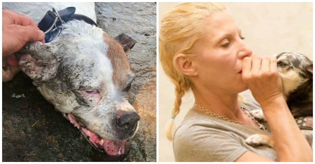 Mulher ajuda a salvar a vida de um cão que se afogou fazendo respiração ‘boca a focinho’