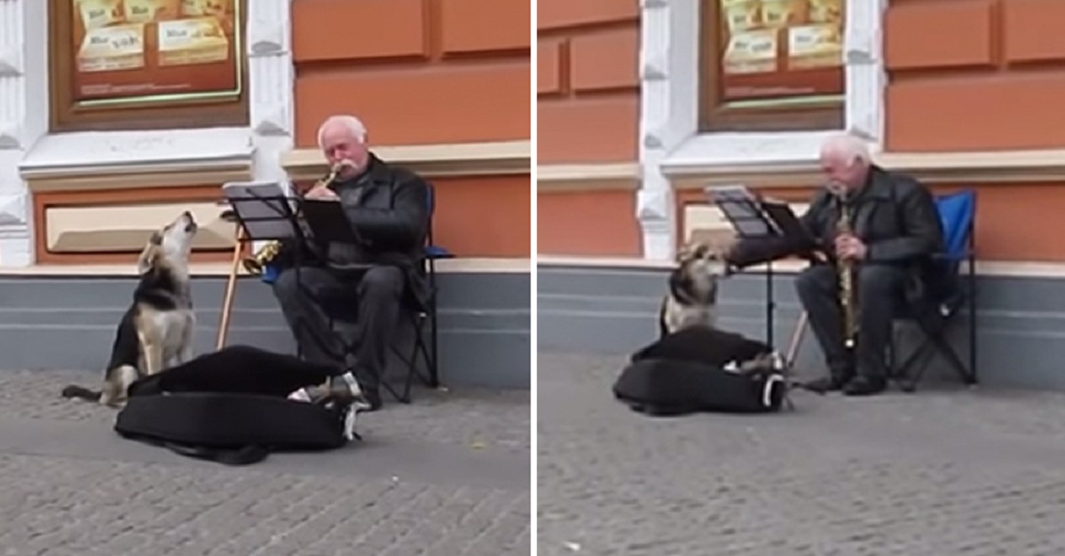 Cão sem teto se junta ao desempenho de um músico na rua e rouba corações