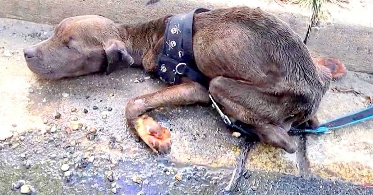 Homem privou cão de comida e água por meses e o largou na sarjeta para morrer