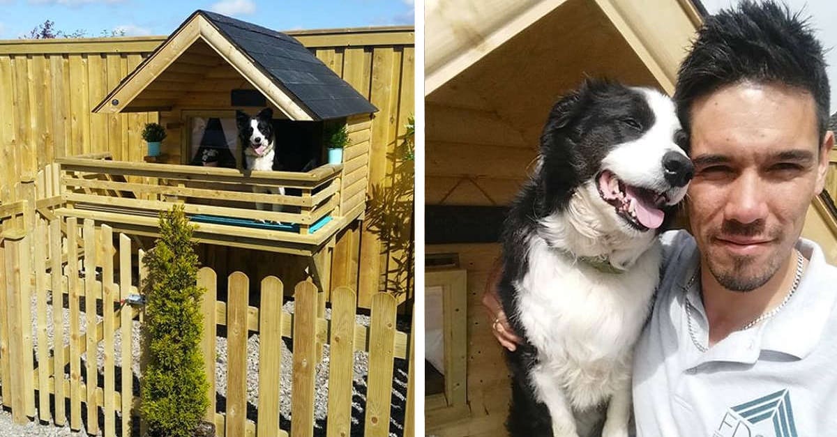 Jovem constrói uma pequena cabana adorável no quintal para seu cão