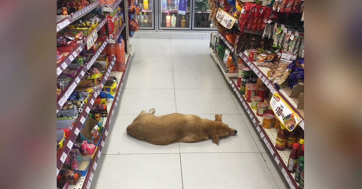 Loja abre suas portas para cão desabrigado durante onda de calor