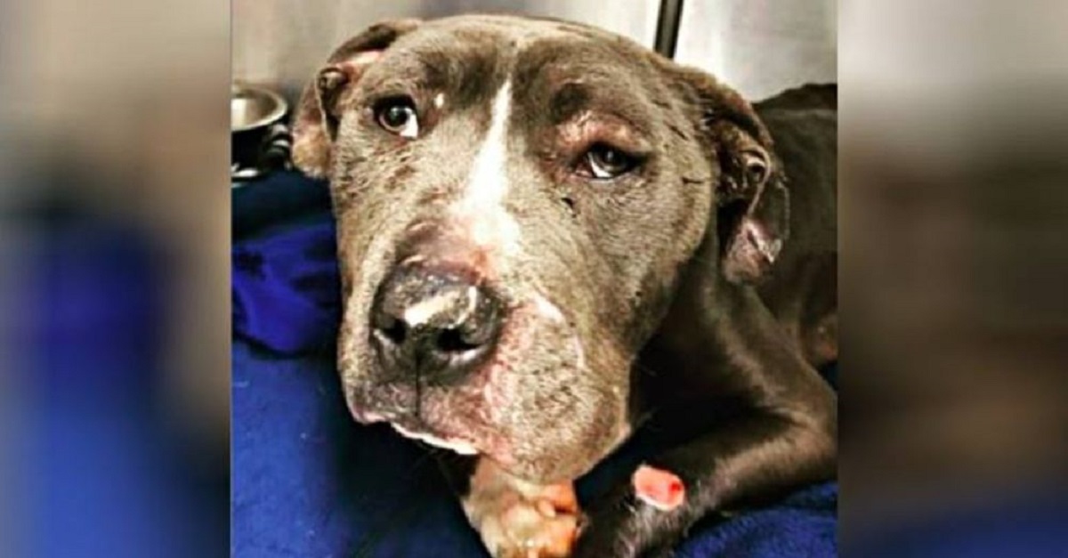 Cachorro usado como isca para brigas de cães é resgatado de uma lixeira