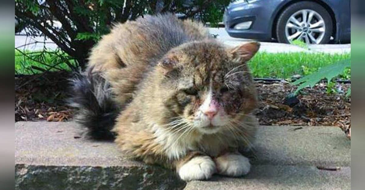 Gato abandonado, doente e triste, estava apenas esperando que alguém cuidasse dele