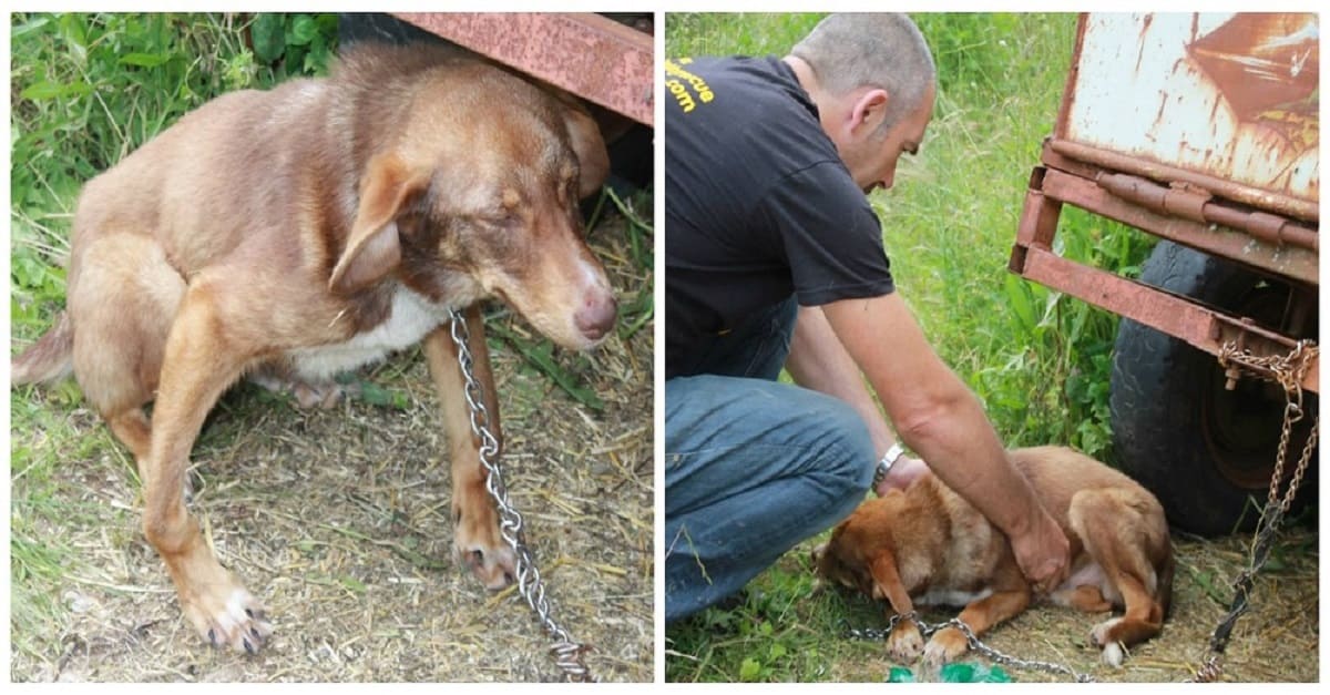 A triste história do cão que era chamado de “o intocável” – ele passou por abandono, fome e dor