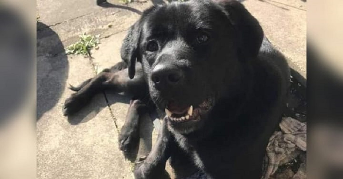 Cachorro morre por envenenamento de xilitol após comer um chiclete achado na rua