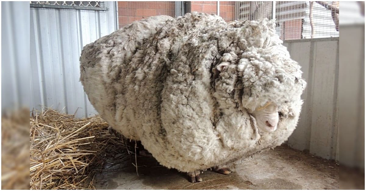 Ovelha negligenciada é resgatada com casaco de lã de 90 quilos