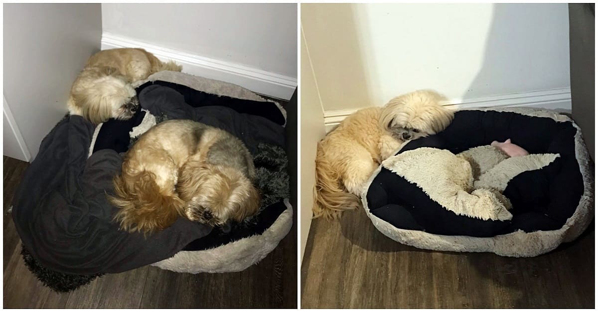 Cãozinho ainda deixa um lugar na cama para seu irmão que morreu há um ano
