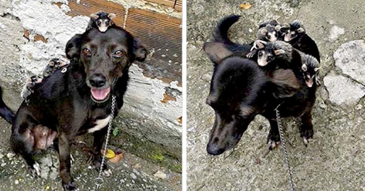 Cachorrinha adota filhotes de gambá órfãos