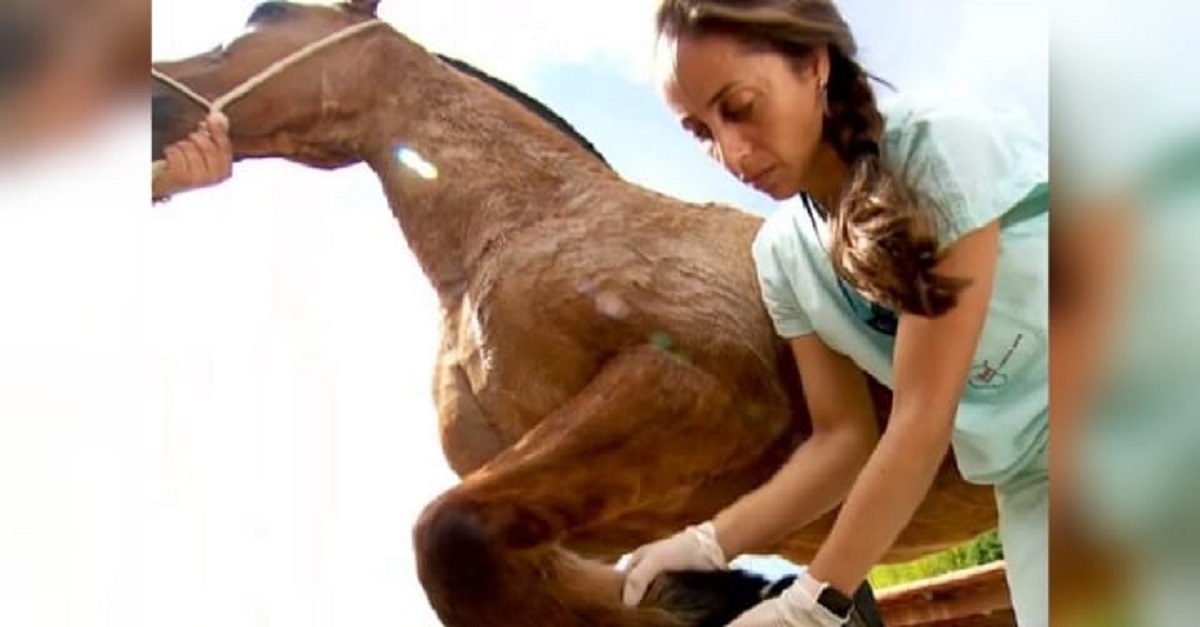 Estudantes de veterinária atendem de graça cavalos de carroceiros