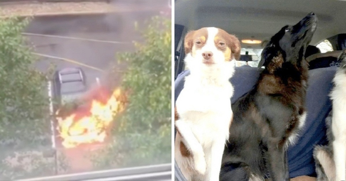 Homem arrisca a vida para salvar 3 cães presos em um carro em chamas