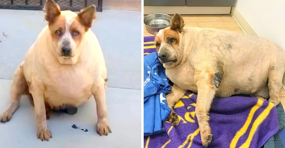 Cachorro com obesidade mórbida é encontrado abandonado perto de uma fazenda