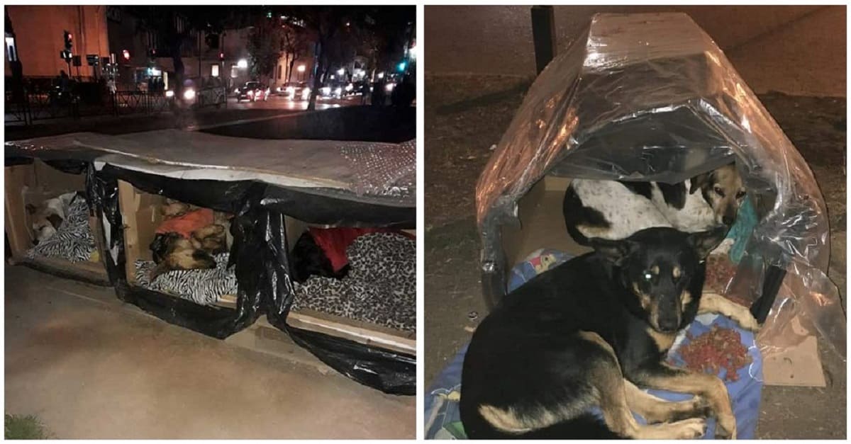 Heróis anônimos enchem as ruas com caixas térmicas para que os cães sem teto não morram de frio