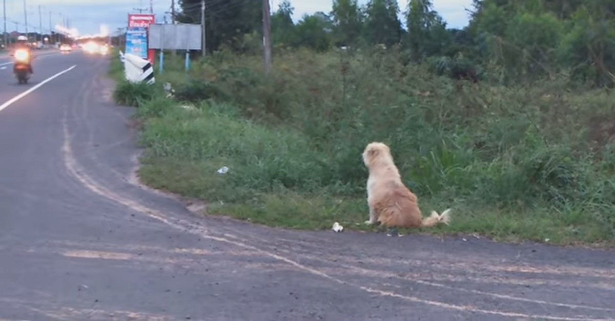 Cão ficou esperando seus ‘humanos’ na estrada por 4 anos após se perder deles