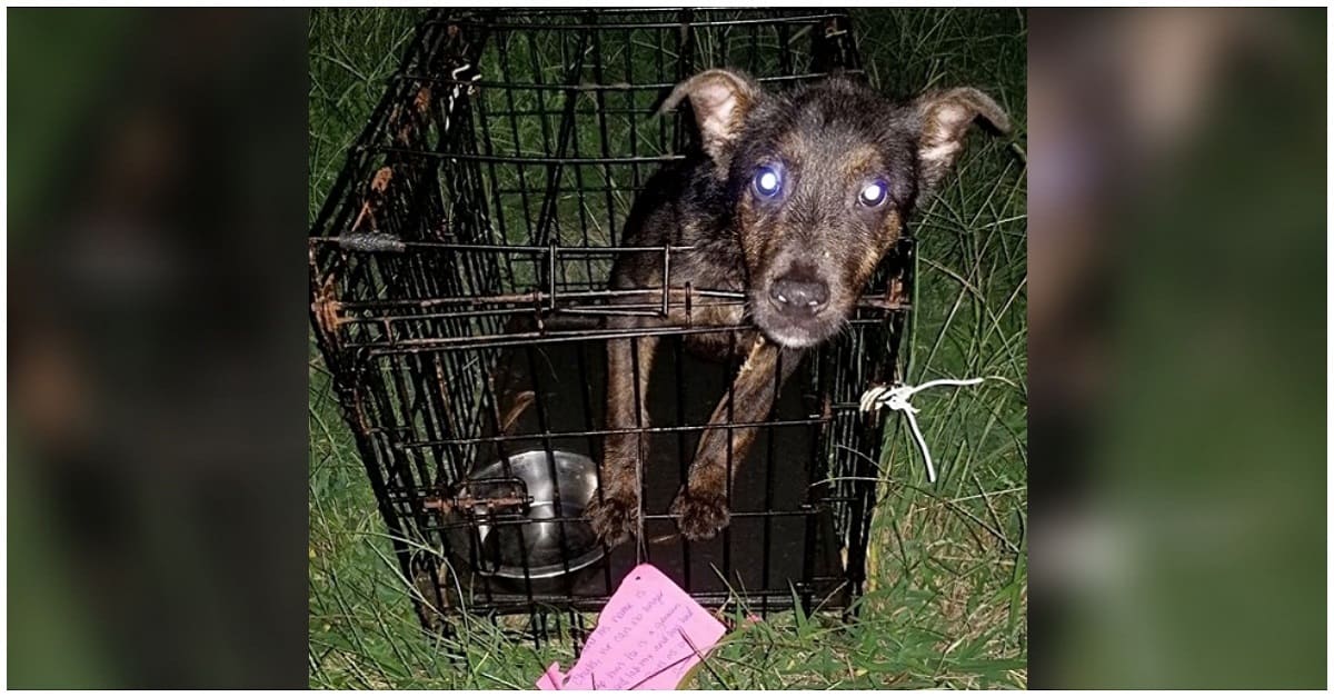 Cão foi abandonado em gaiola e deixado para morrer