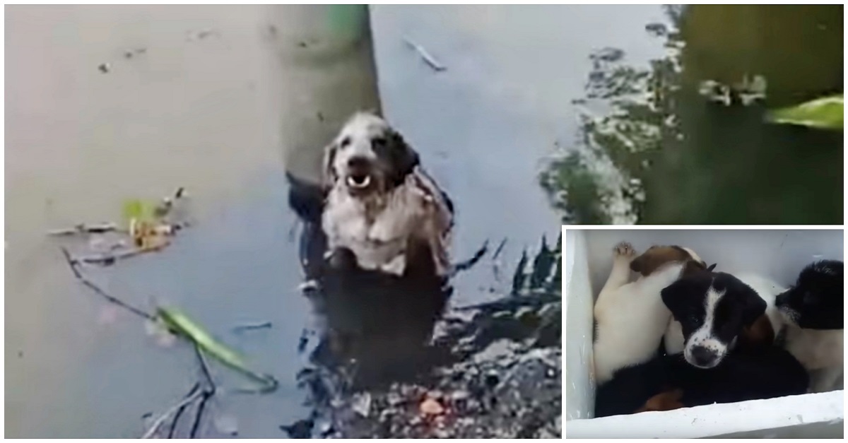 Cadela é agredida e jogada na água após implorar comida para seus filhotes
