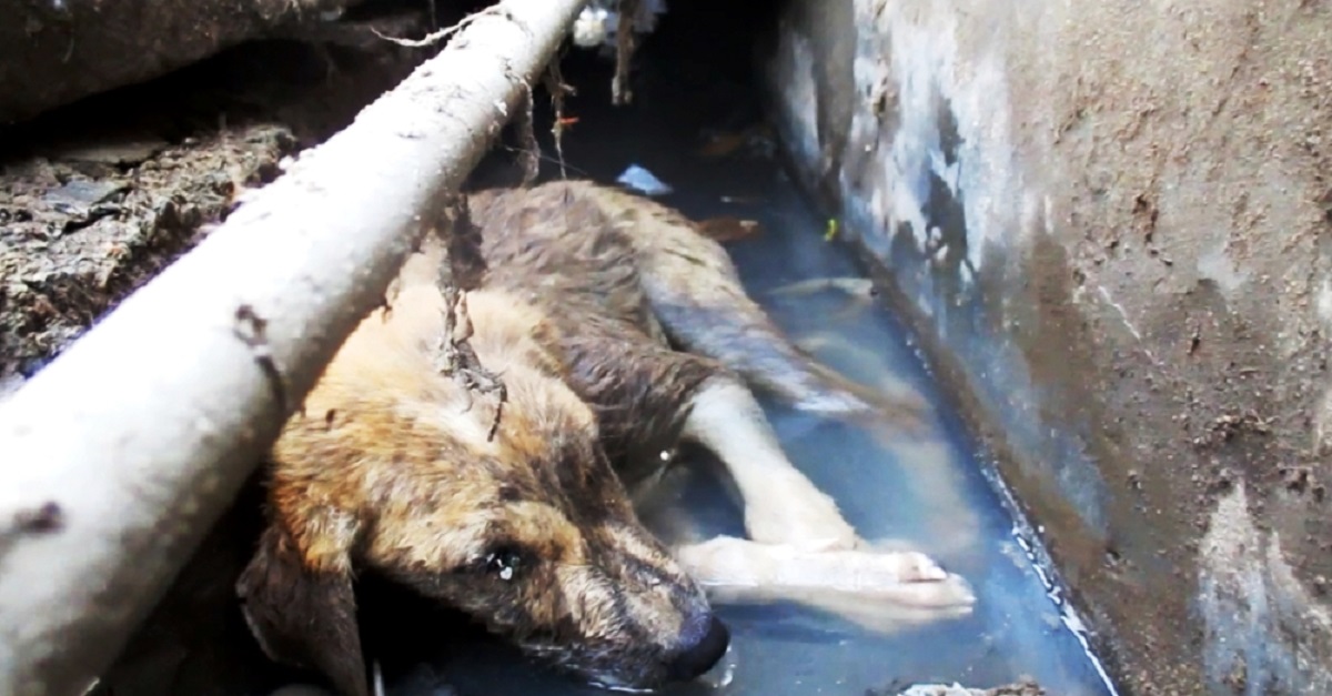 Cão moribundo é resgatado de esgoto