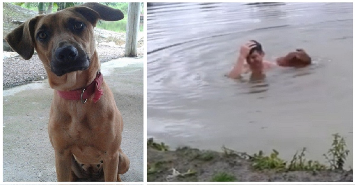 Cão vê homem se afogando e pula na água para salvar sua vida