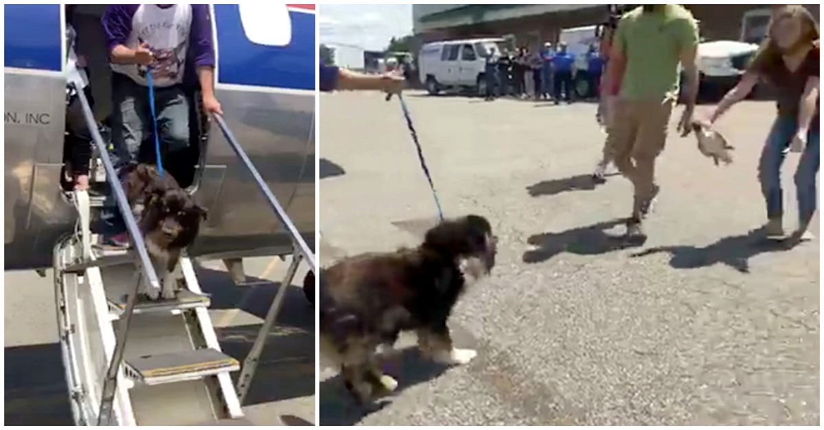 Cão desce de avião e vê seus humanos novamente depois de ficar 2 anos perdido