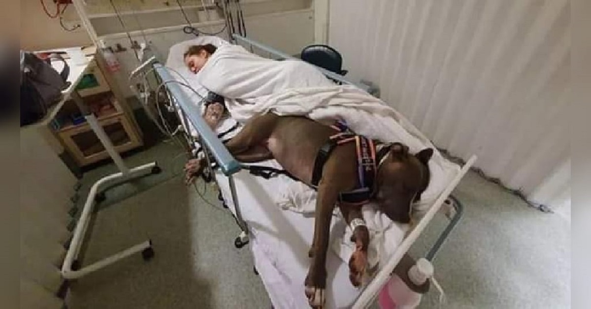 Cadela salva a vida da dona e se recusa a deixá-la sozinha no hospital