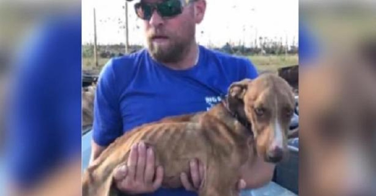 Cão é encontrado vivo um mês após furacão e ganha o nome de “Milagre”