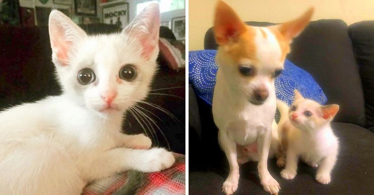 Gatinha é adotada pela mulher que a resgatou e se torna grande amiga de seu novo irmão cachorro