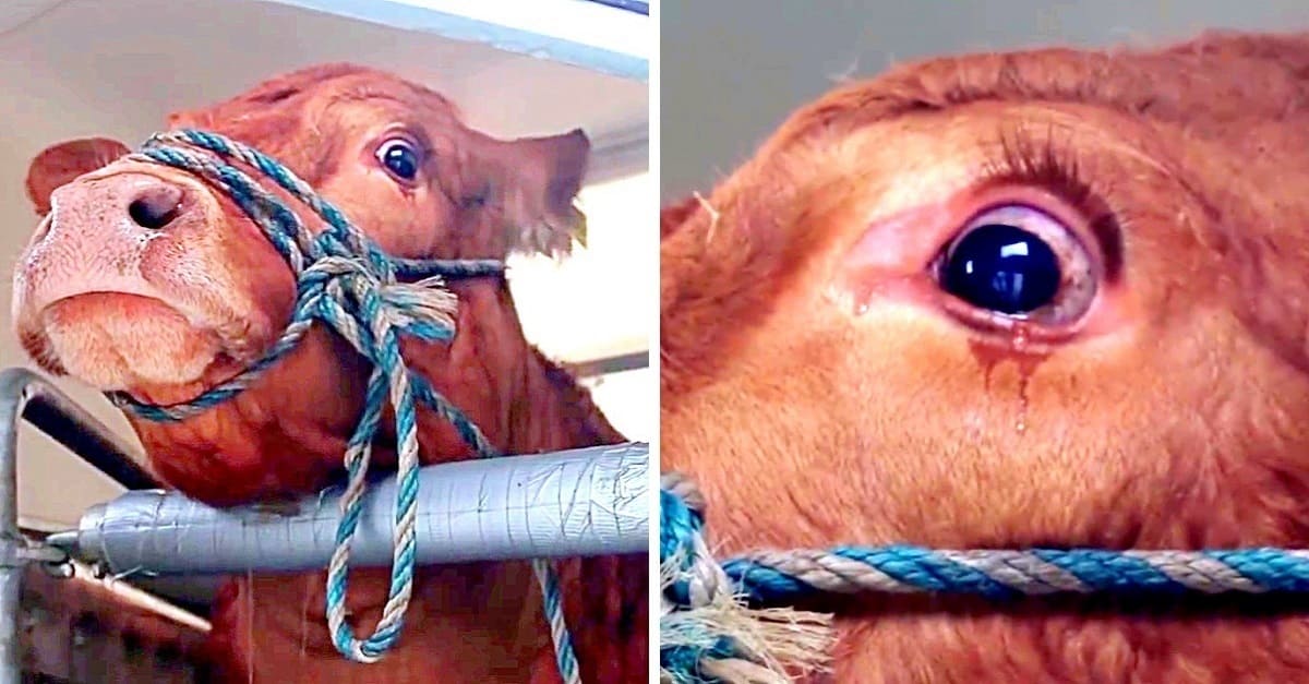 Vaca chora antes de ser mandada para matadouro e acaba sendo resgatada