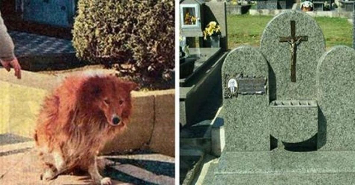 Cão morre após permanecer ao lado da sepultura do dono por 9 anos