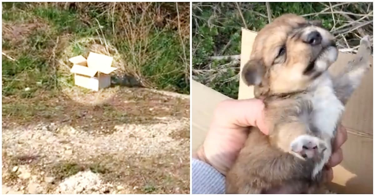 Cachorrinhos são encontrados abandonados dentro de uma caixa ao lado de estrada