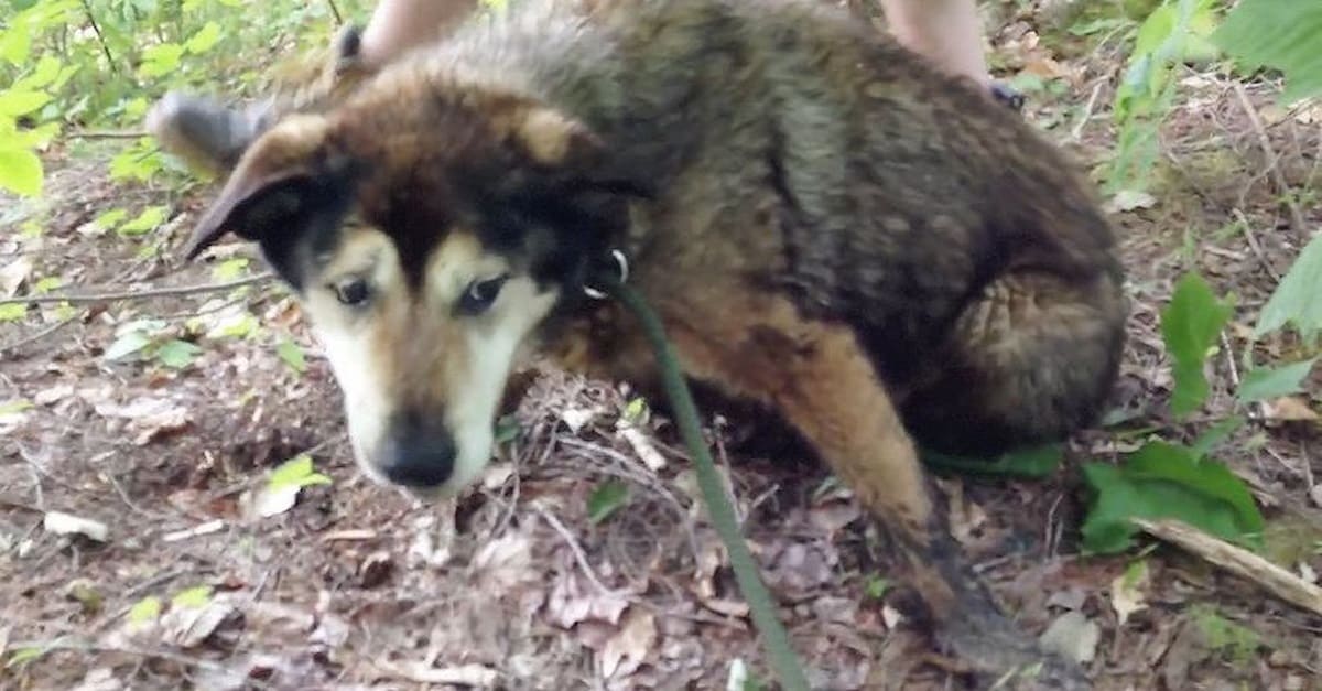 Cão idoso com câncer é encontrado no meio da floresta depois de ter se assustado com fogos de artifício